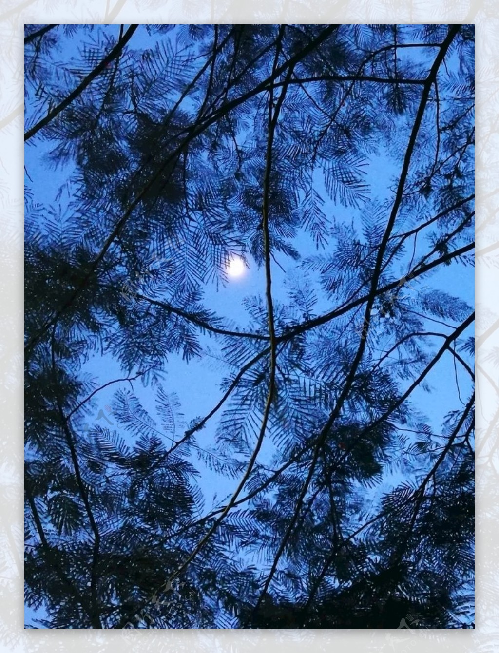 月上枝头唯美傍晚蓝色天空