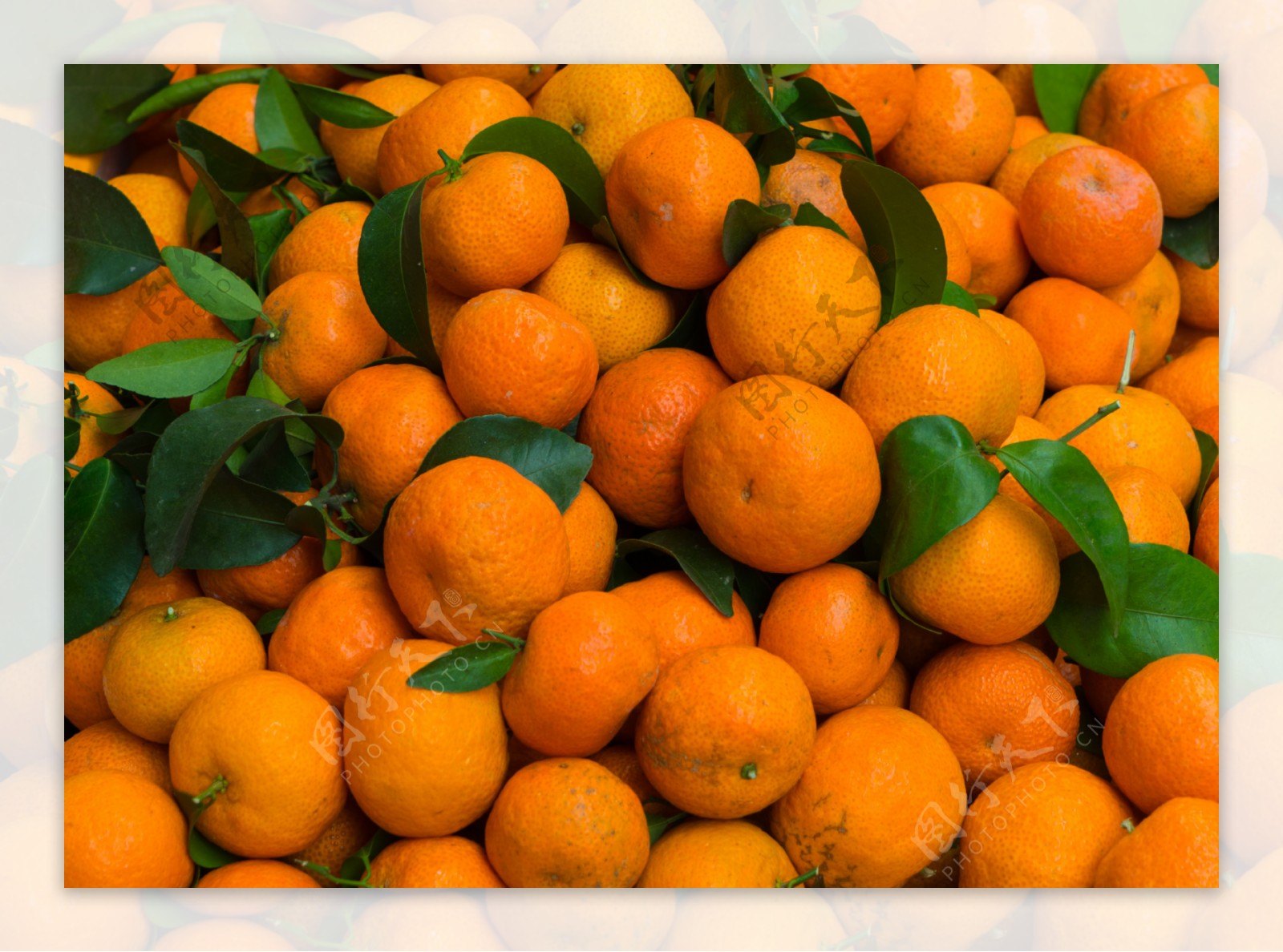 橘子甘果水果摄影照片纹理