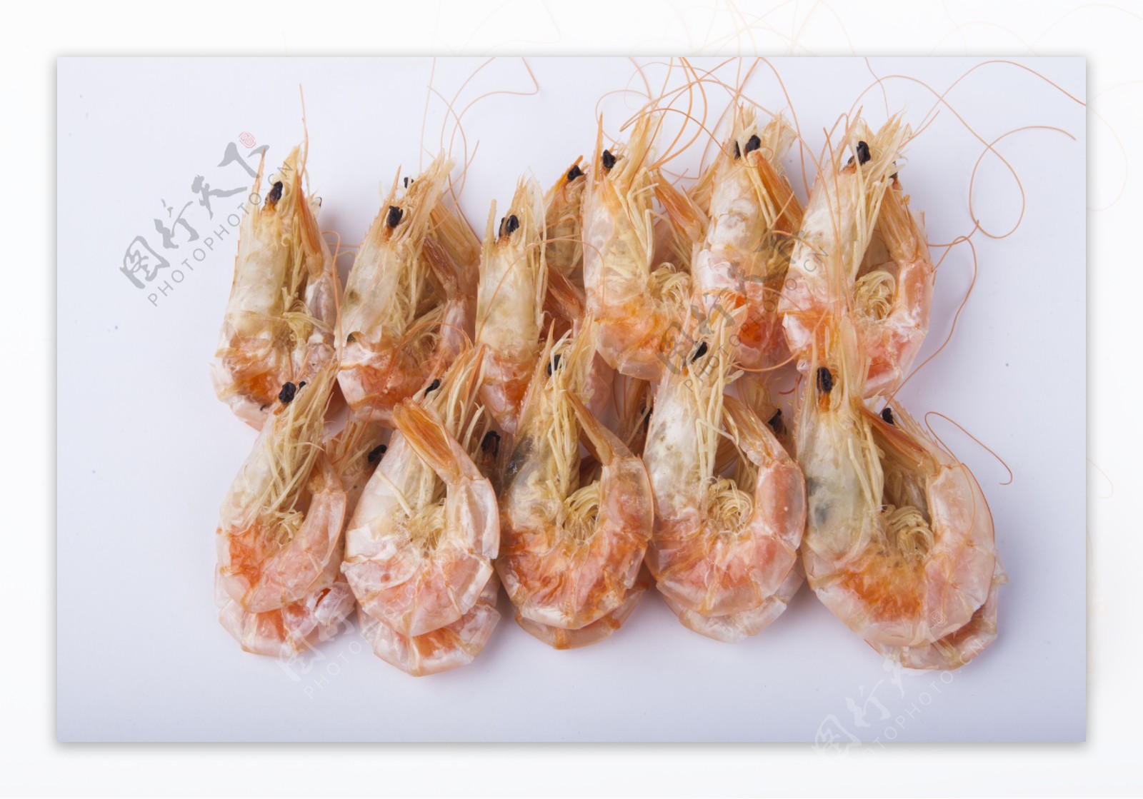 新鲜河虾实物图摄影图
