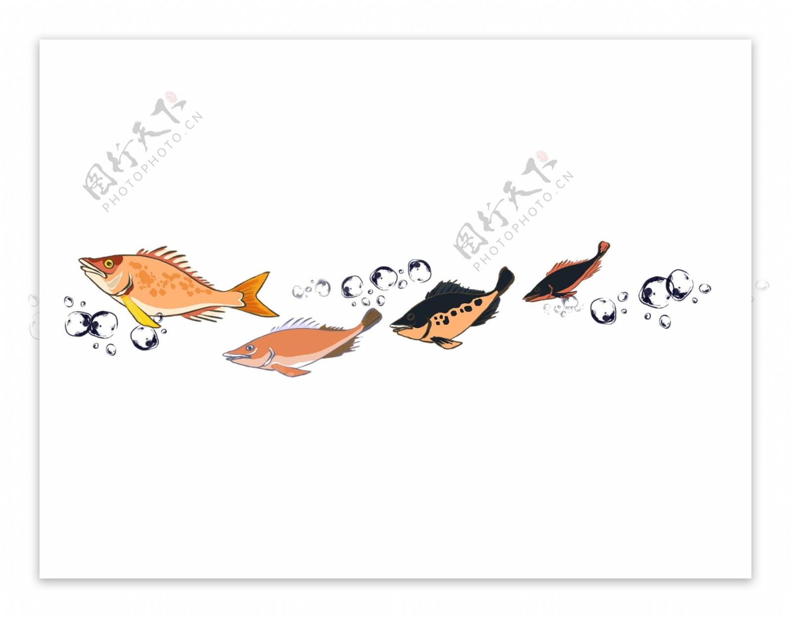 小鱼分割线手绘插画