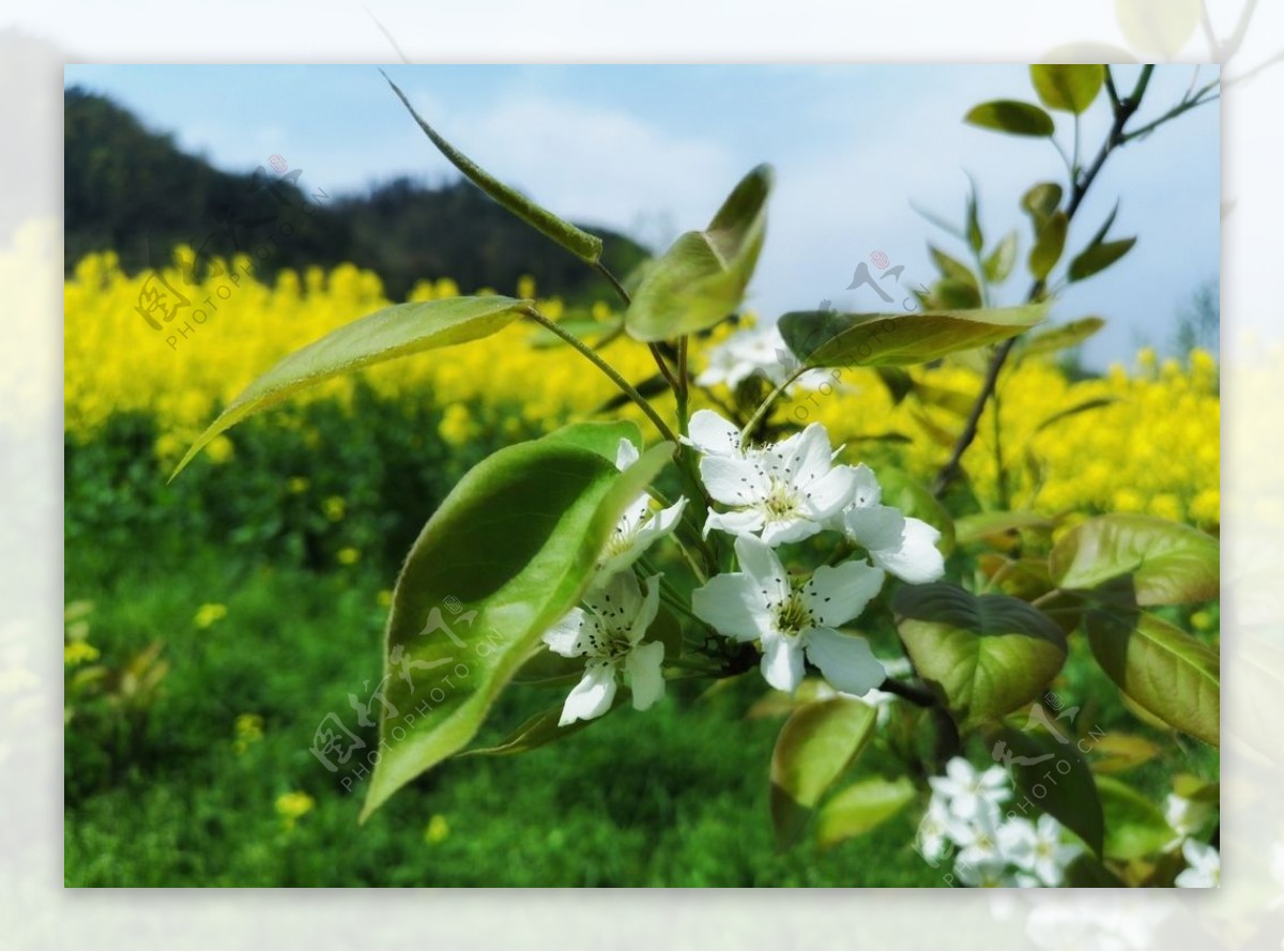 油菜