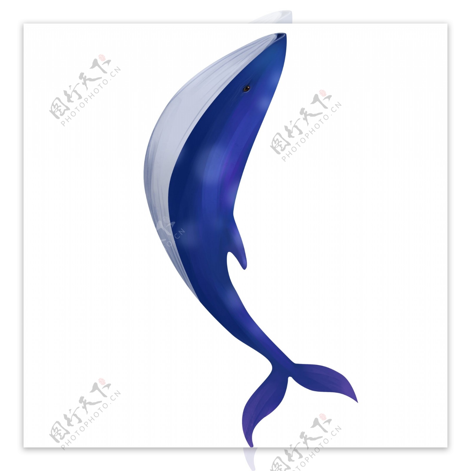 蓝色海洋鲸鱼插画