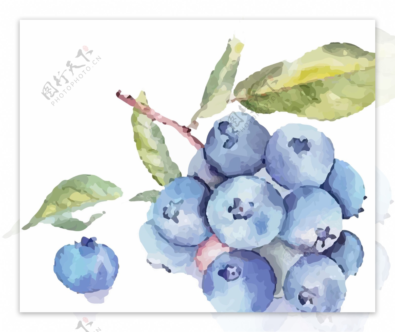 原创手绘彩绘一束蓝莓插画图