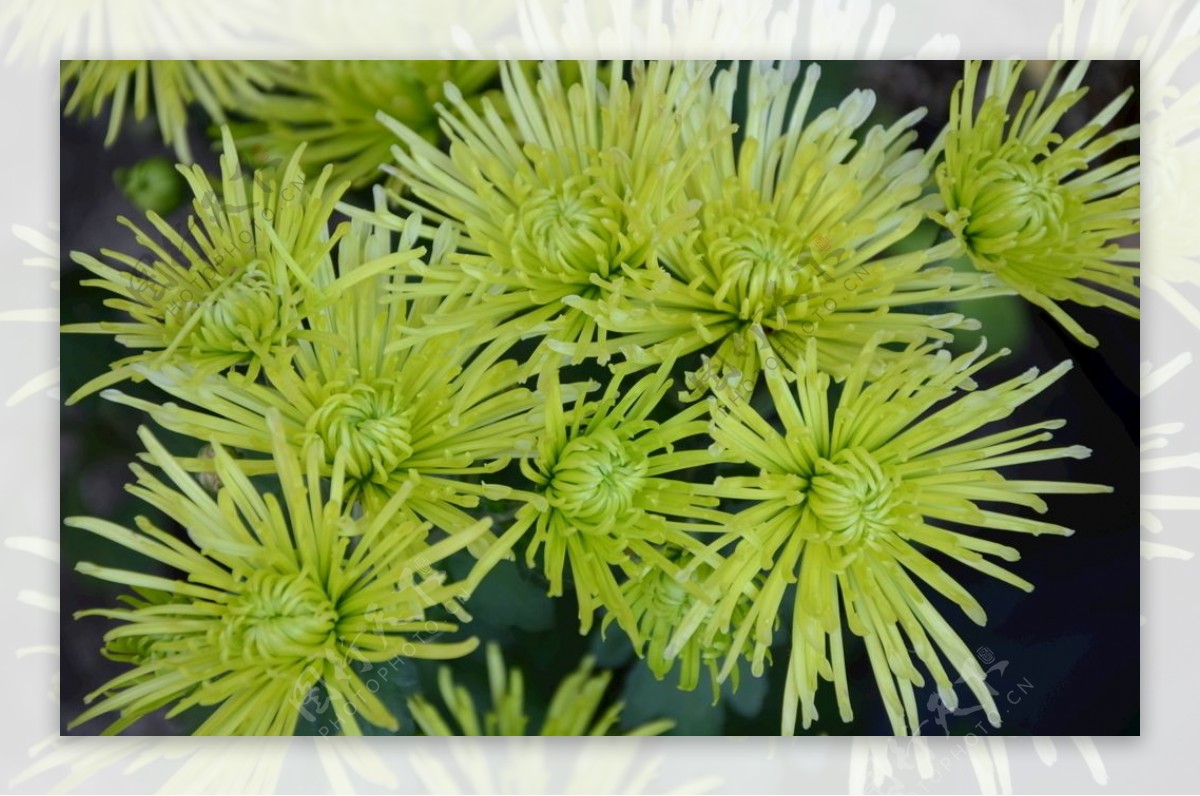 菊花自然风光花草鲜花