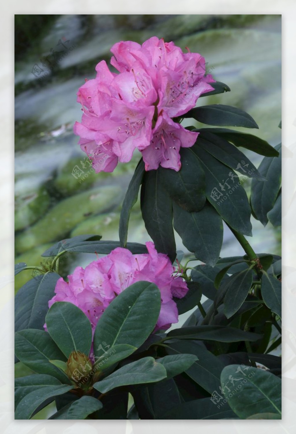 高山杜鹃花