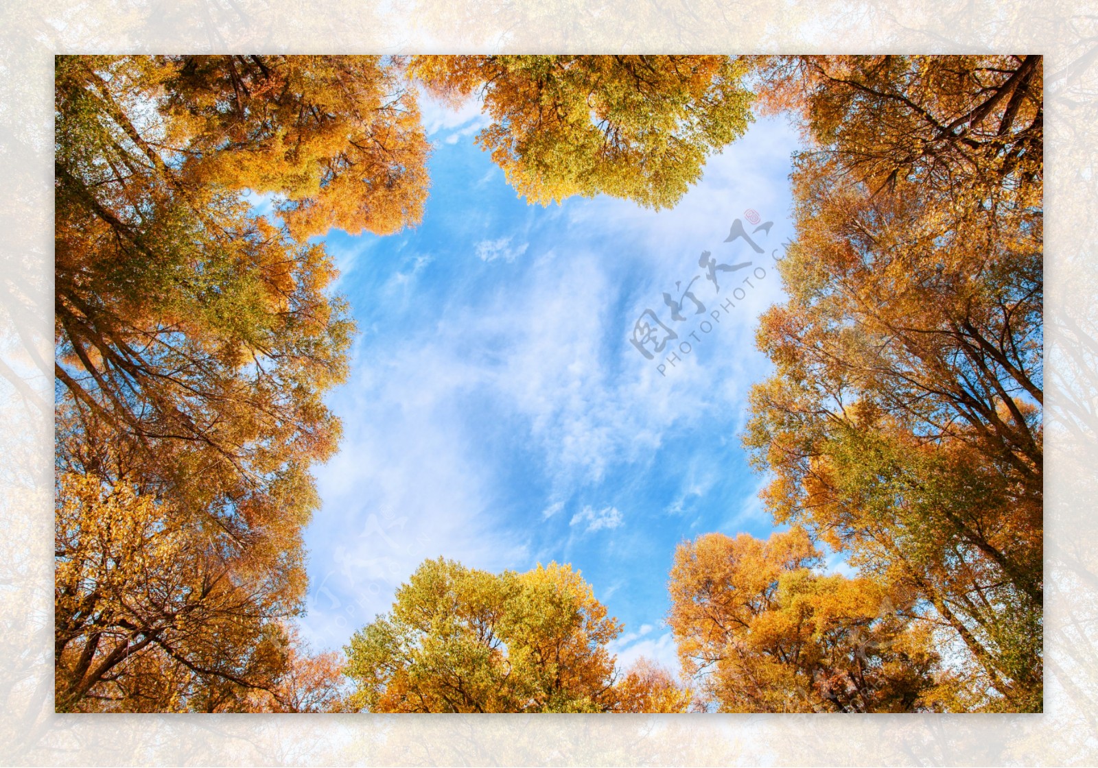 秋季树木天空