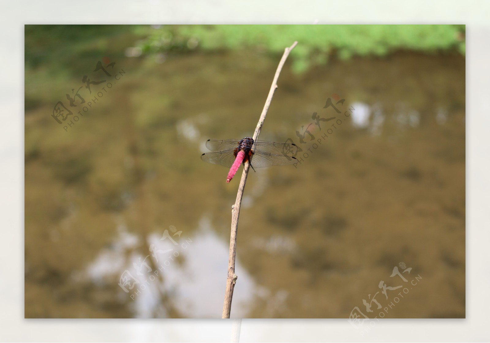 池塘边枯枝上停落歇息的蜻蜓特写