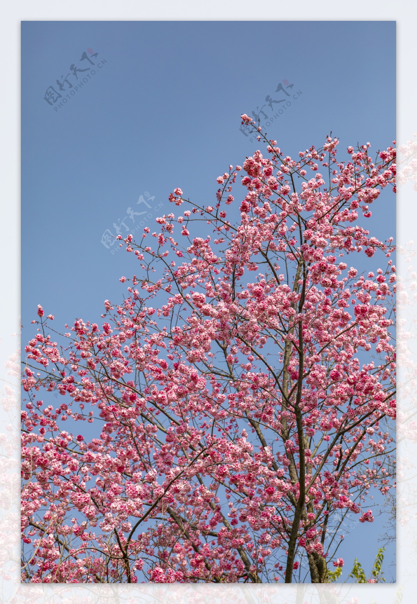 春天繁花盛开桃花朵朵5