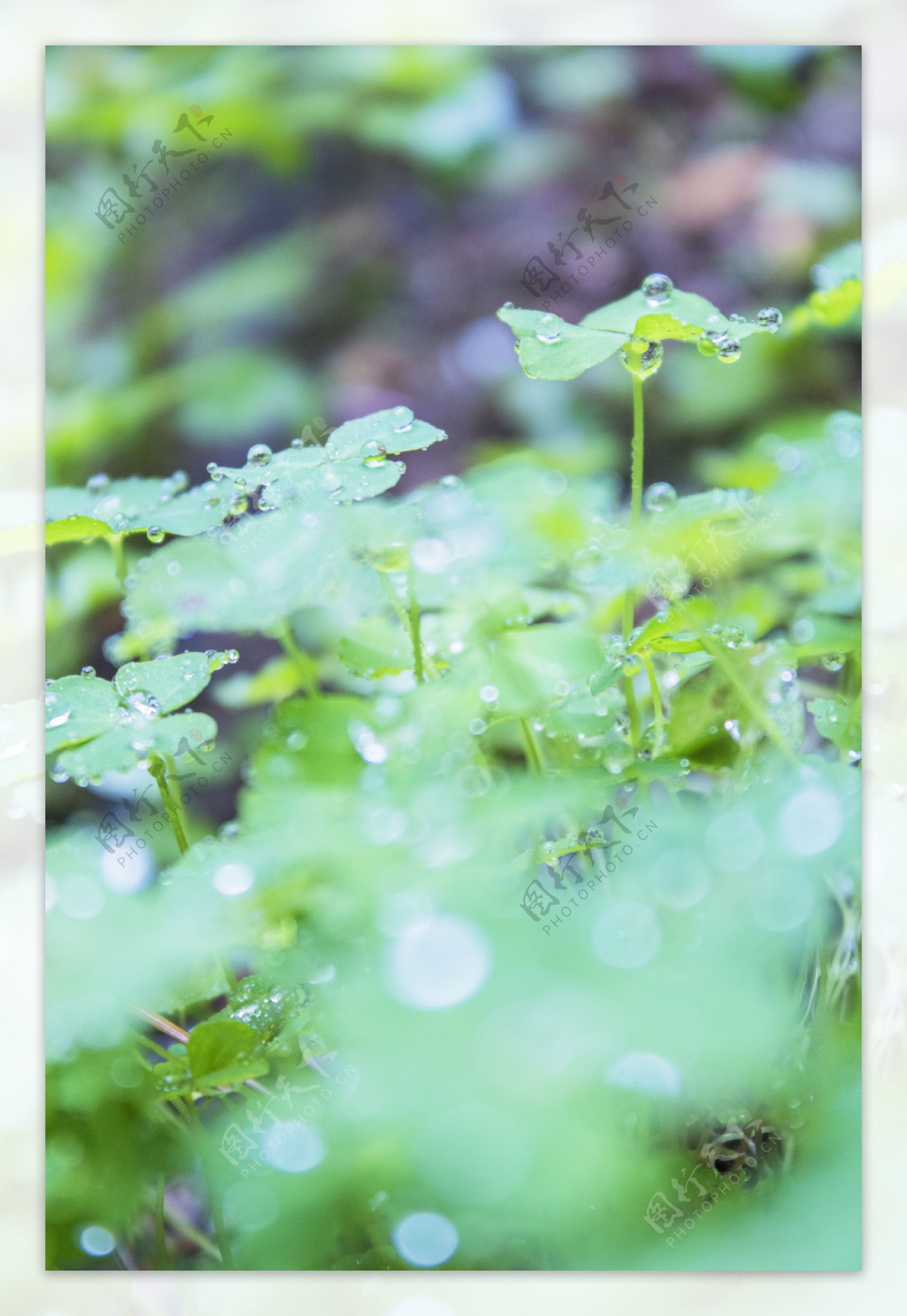 雨天的三叶草摄影