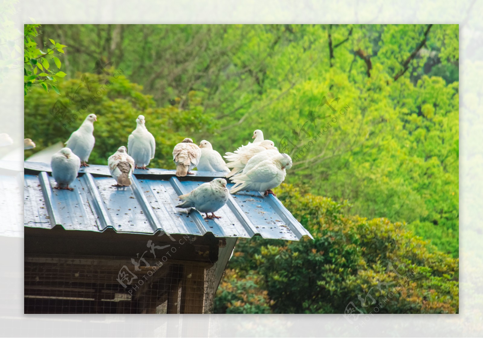 屋顶棚子上的白色鸽子