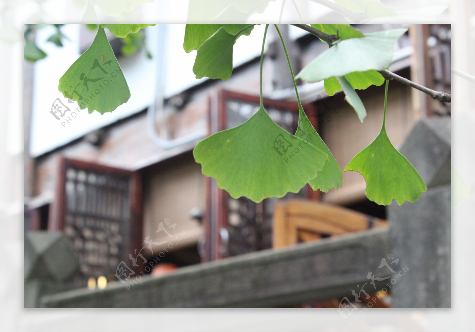 清新古风背景银杏树挂坠的树叶特写