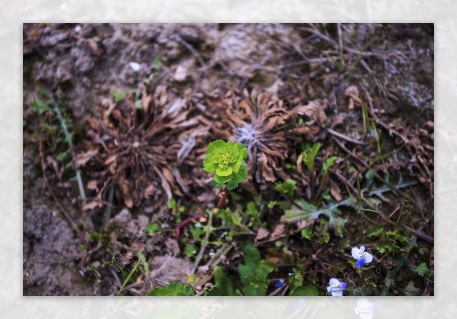 春天野生植物商用摄影2