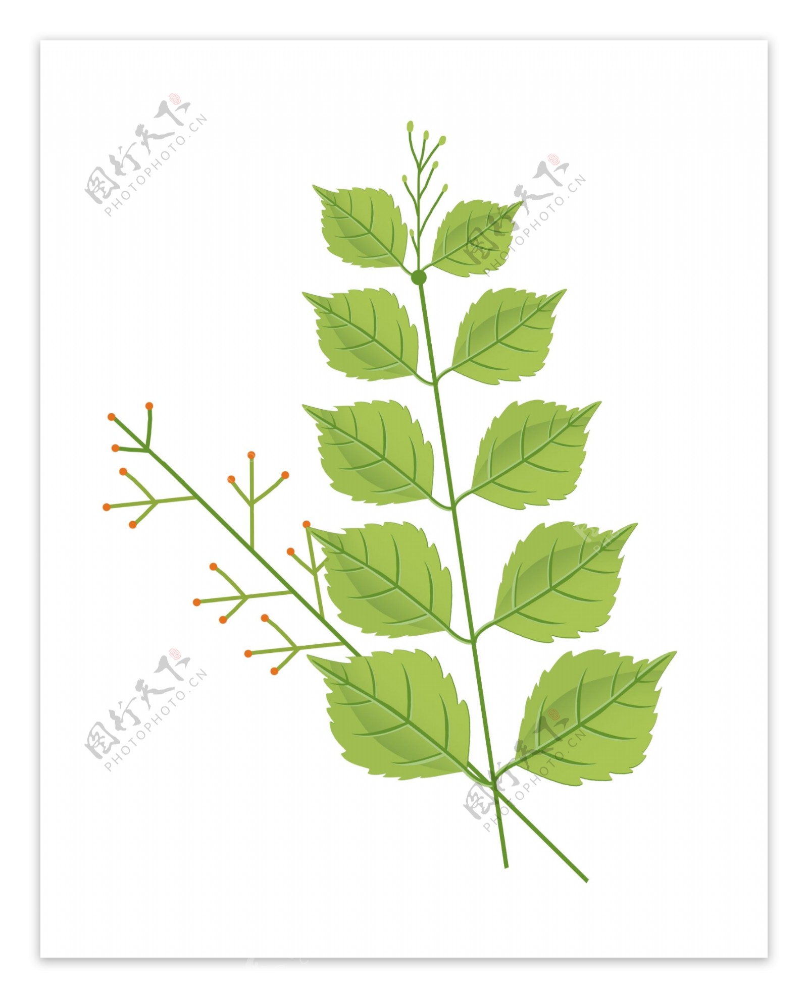 绿色植物树叶插图