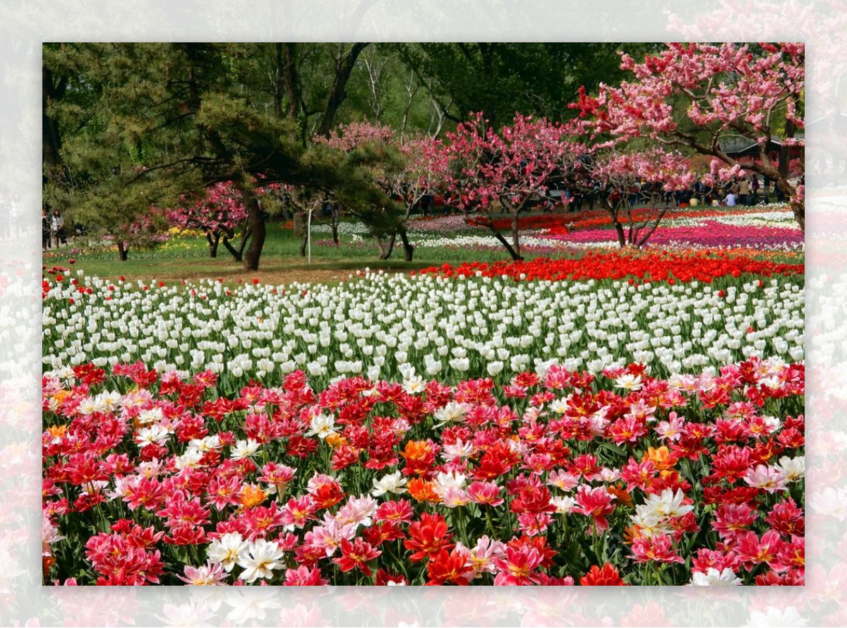 郁金香花海