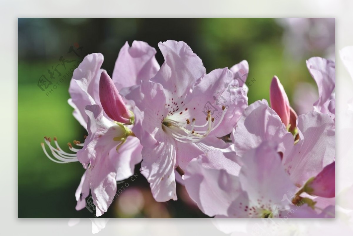 春天里粉色的花朵特写