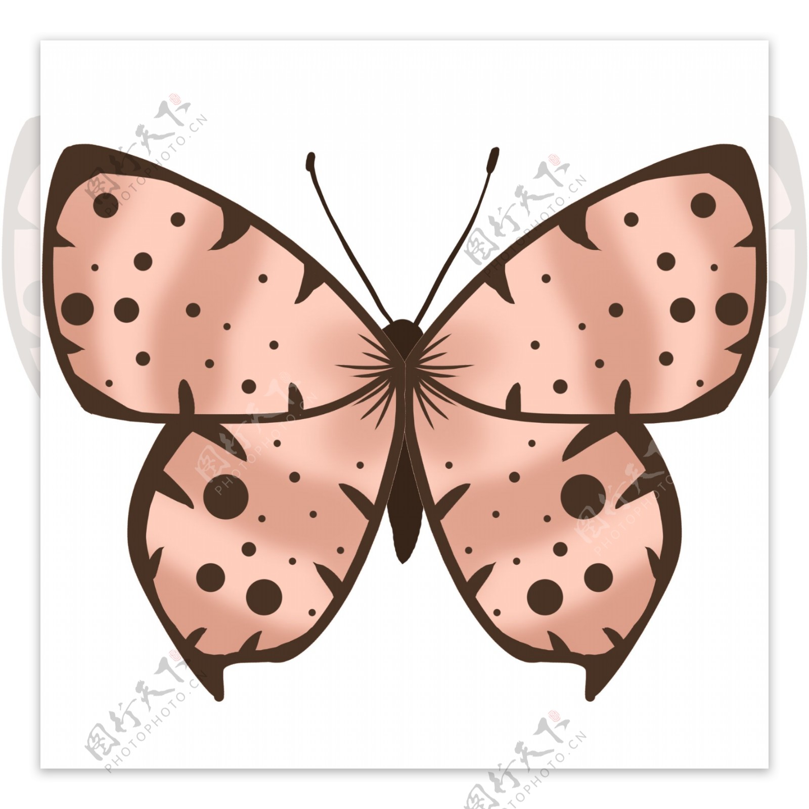 动物昆虫蝴蝶粉色