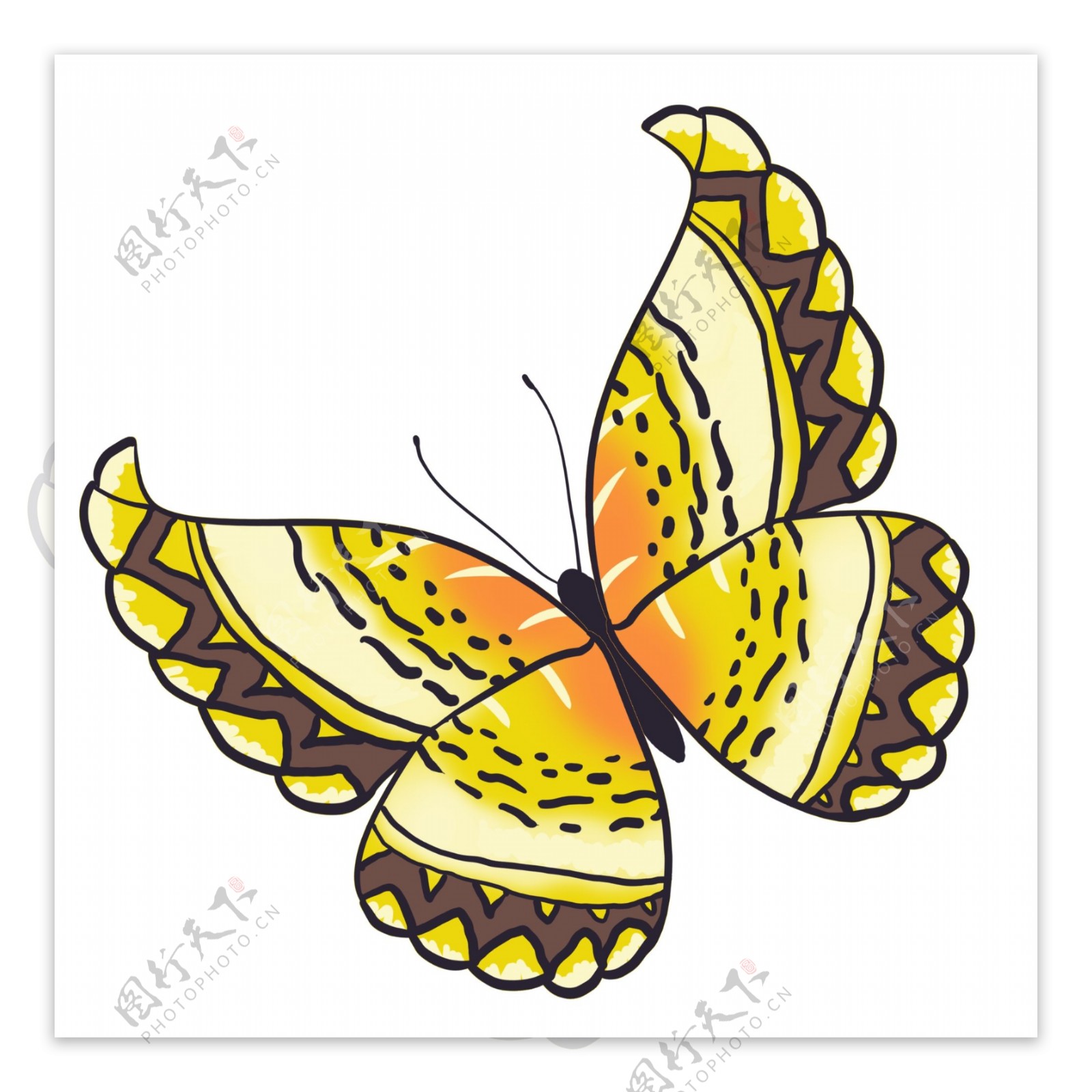 黄色动物昆虫蝴蝶