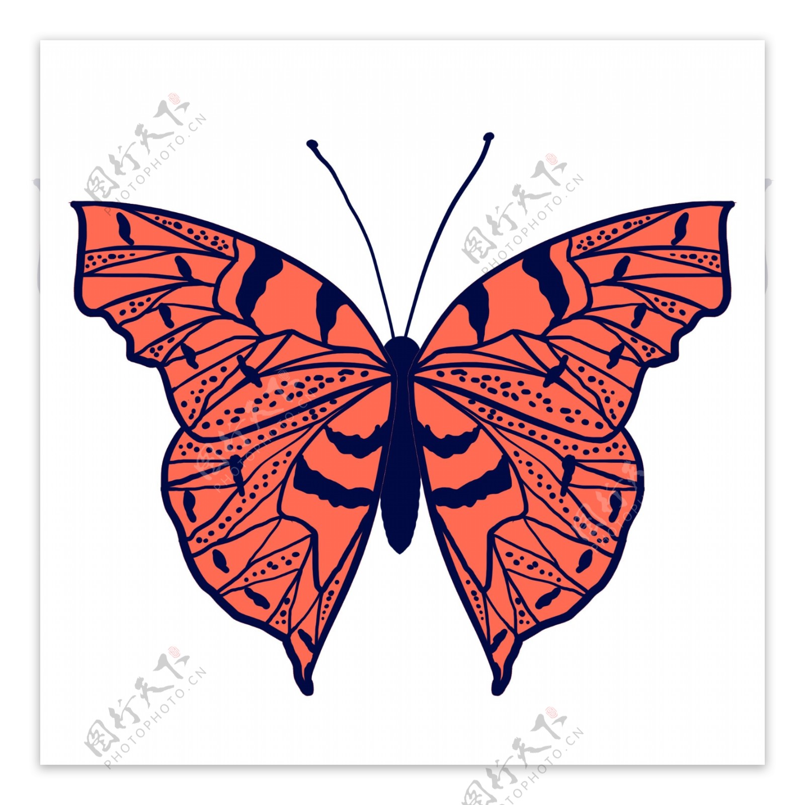 昆虫蝴蝶标本橙色