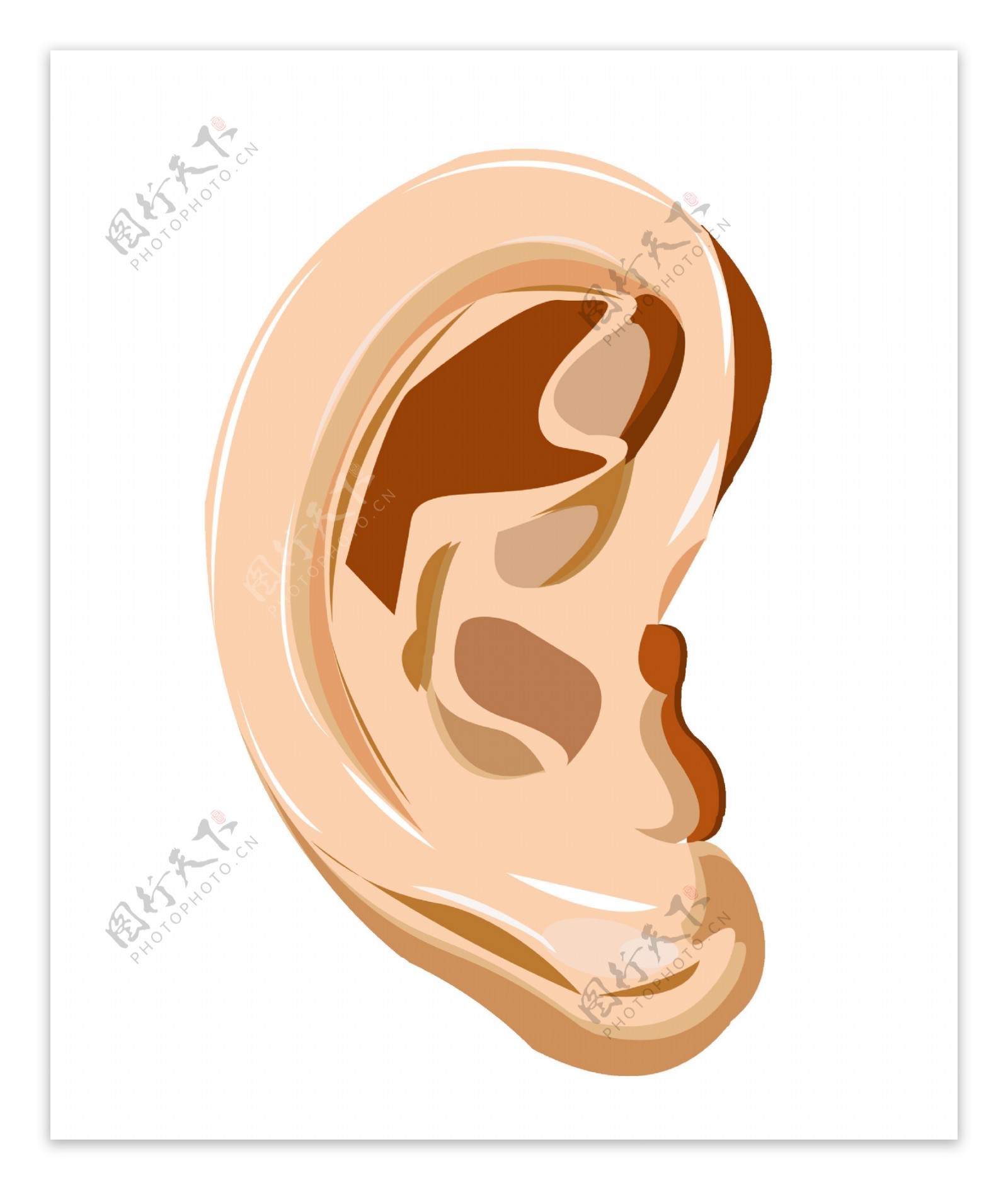 五官器官耳朵