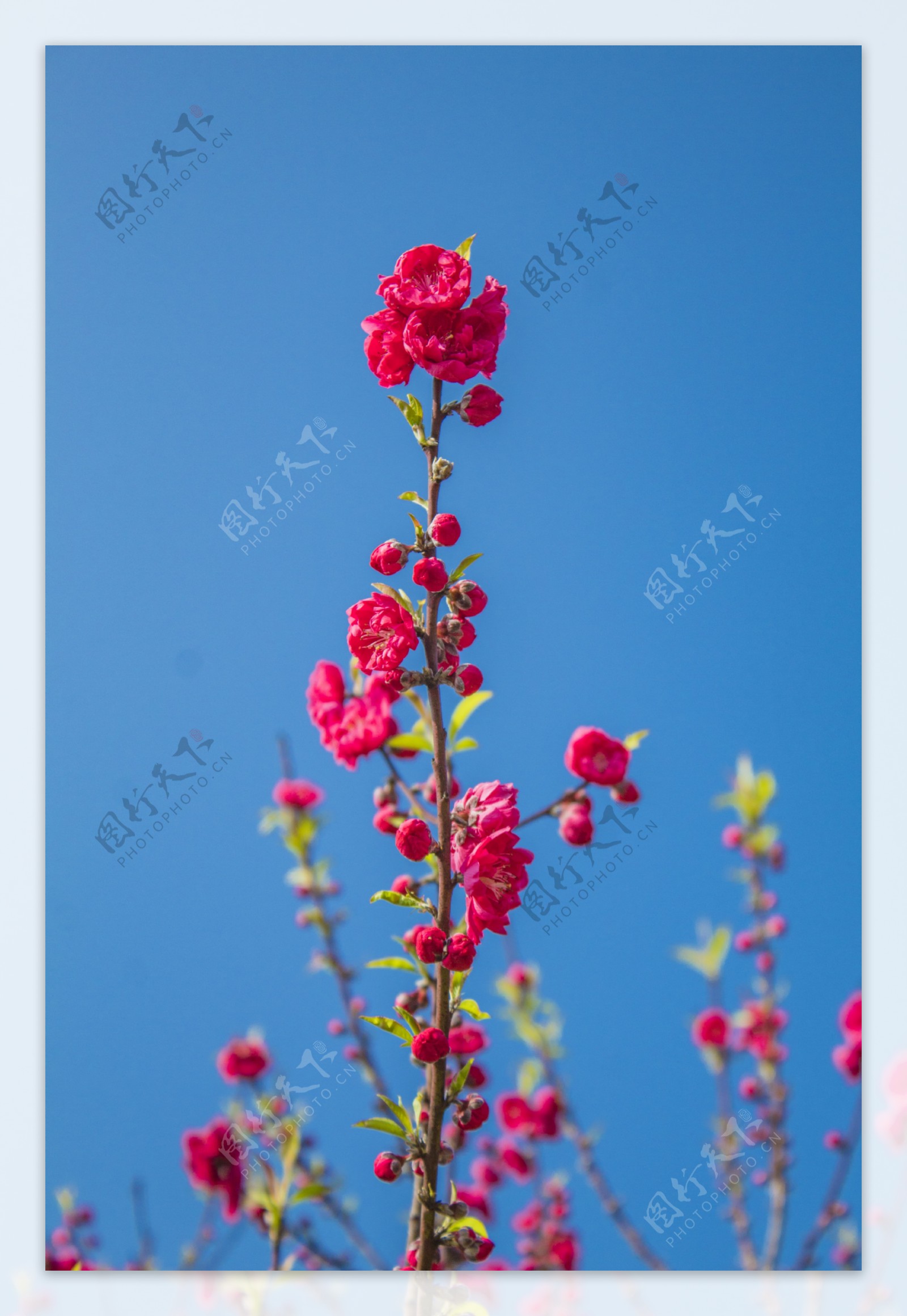 碧桃树桃花植物商用摄影