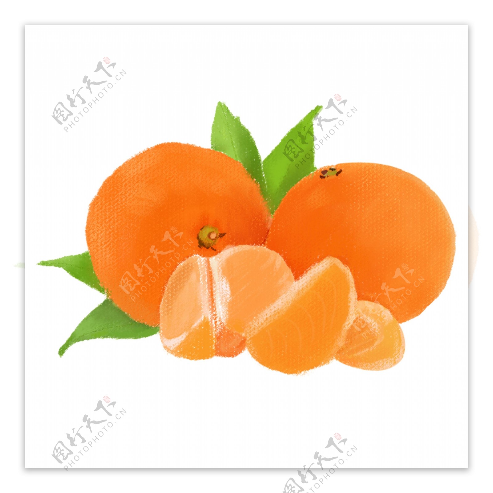 手绘水果实物橘子