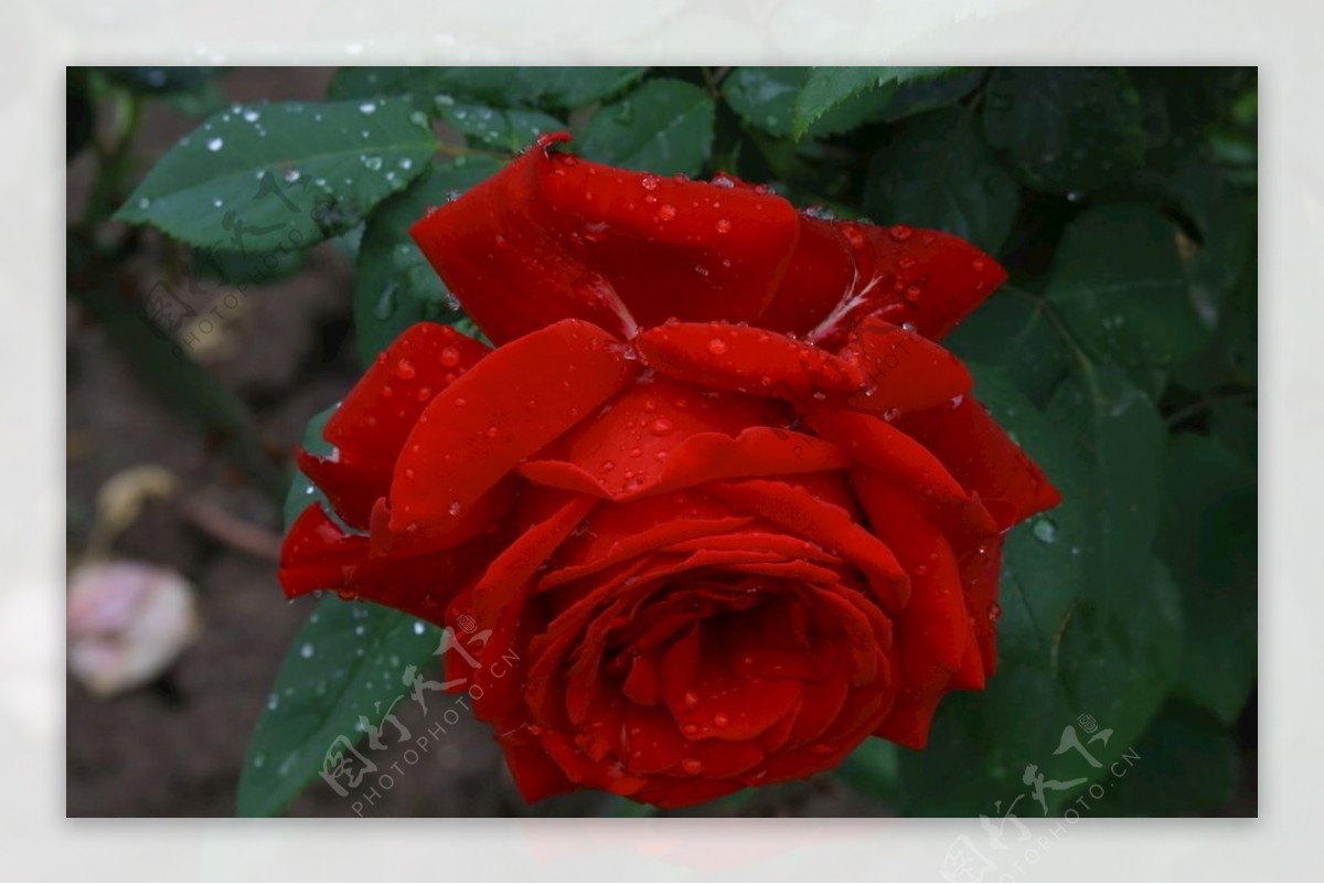 雨露月季花