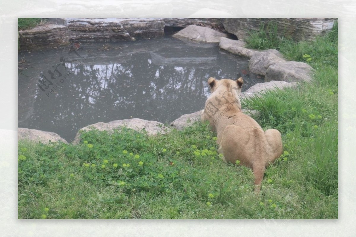 池塘边的母狮子