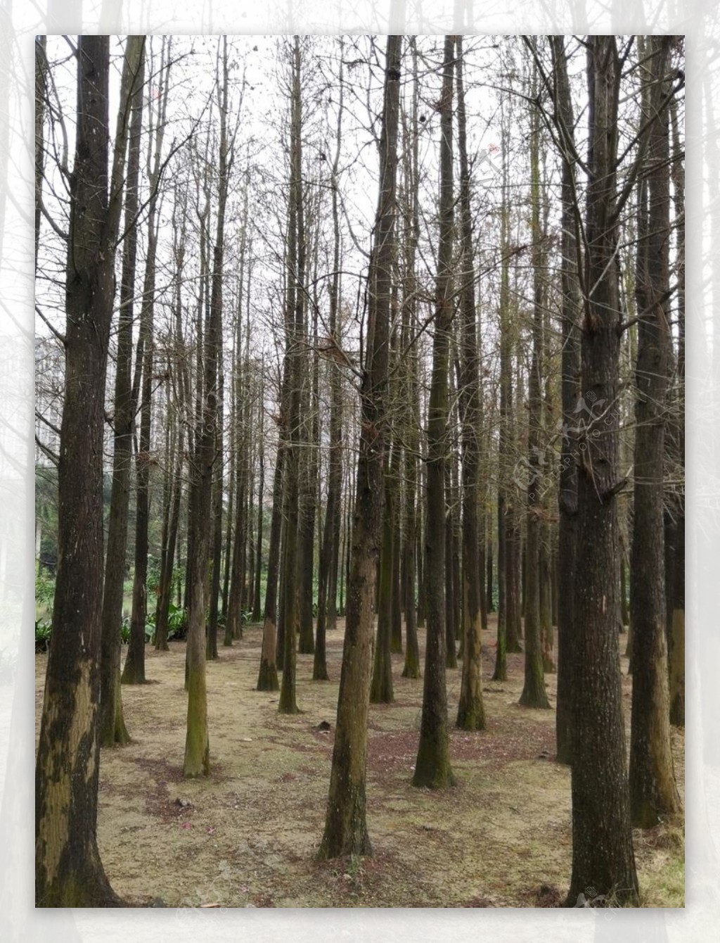 森林树木林