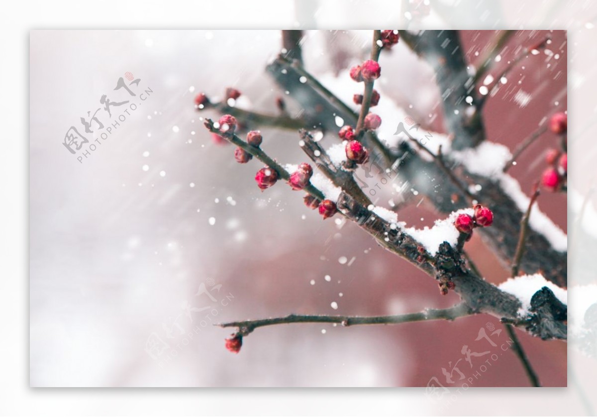 雪却输梅一段香