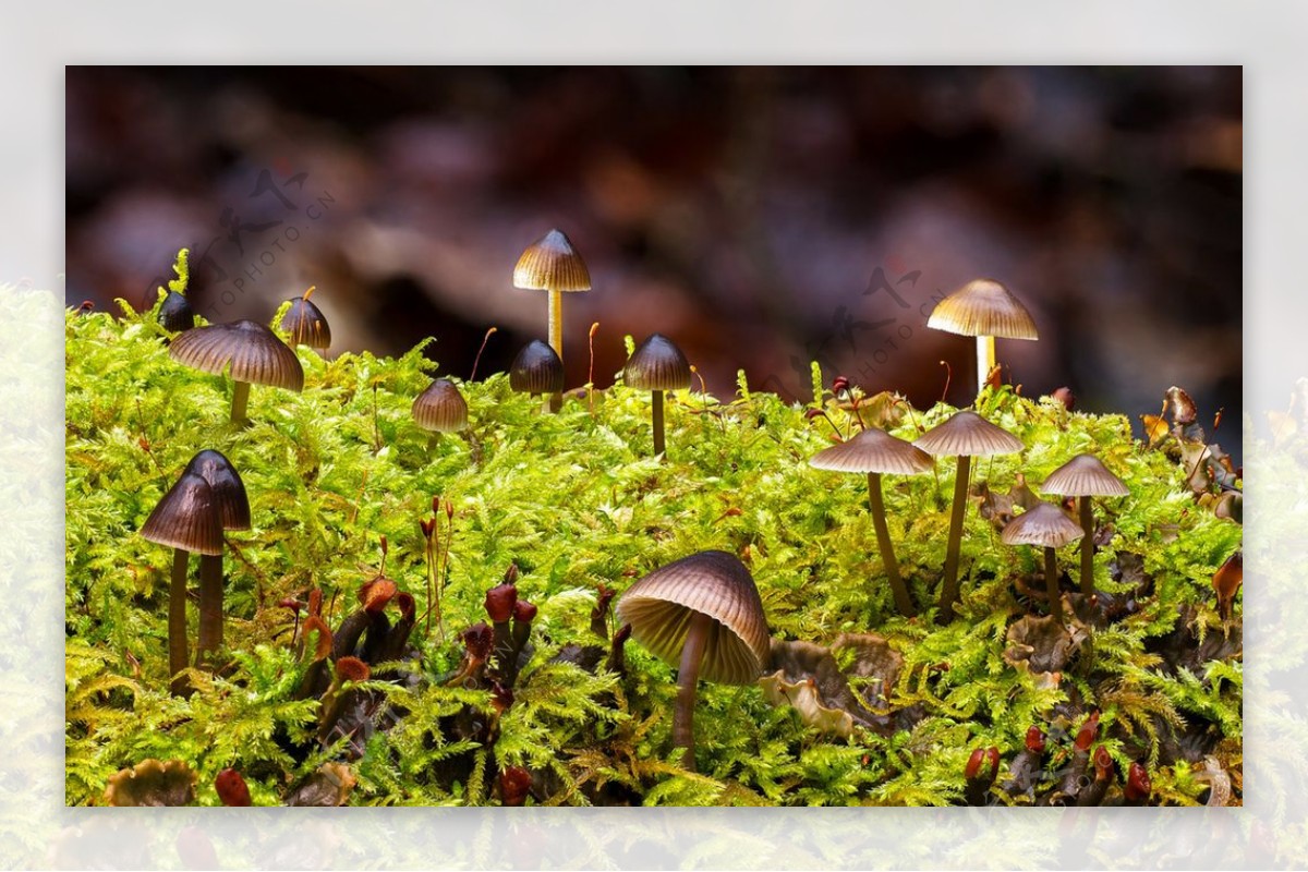 野蘑菇摄影图片素材-编号13545293-图行天下