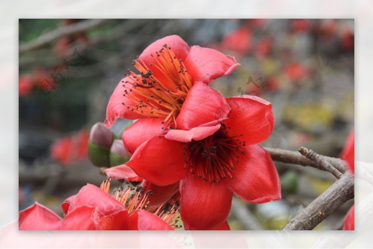 木棉花