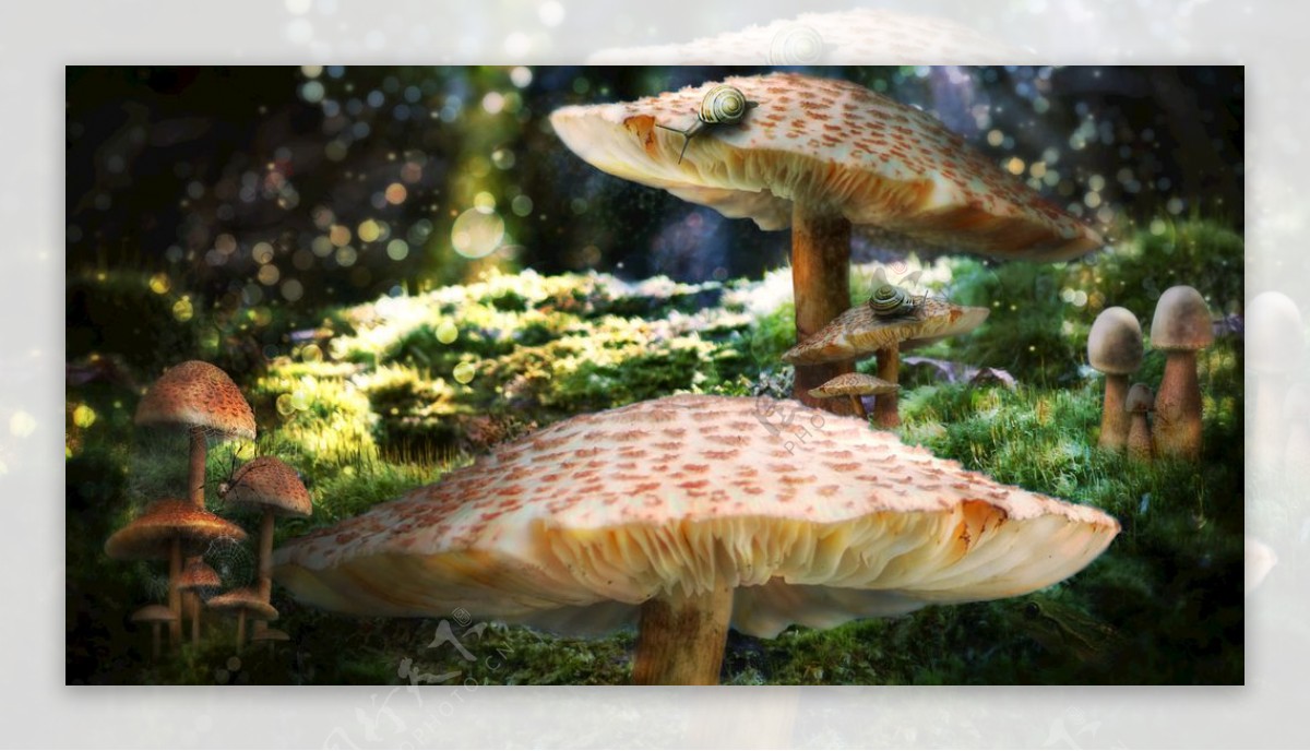 魔幻蘑菇林