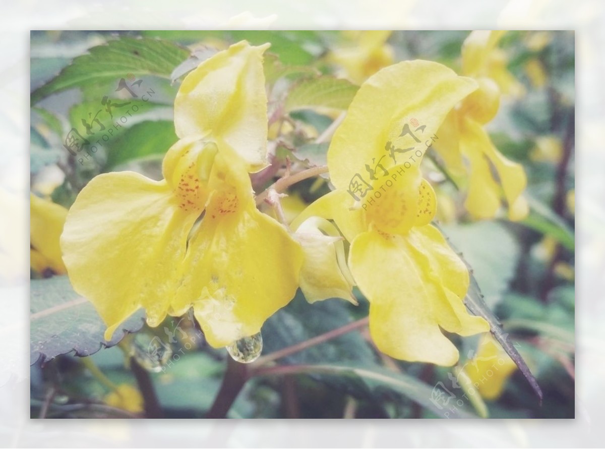 黄色凤仙花水金凤植物