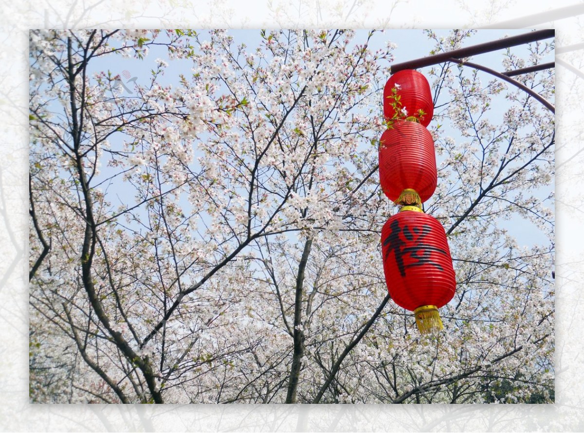 樱花树