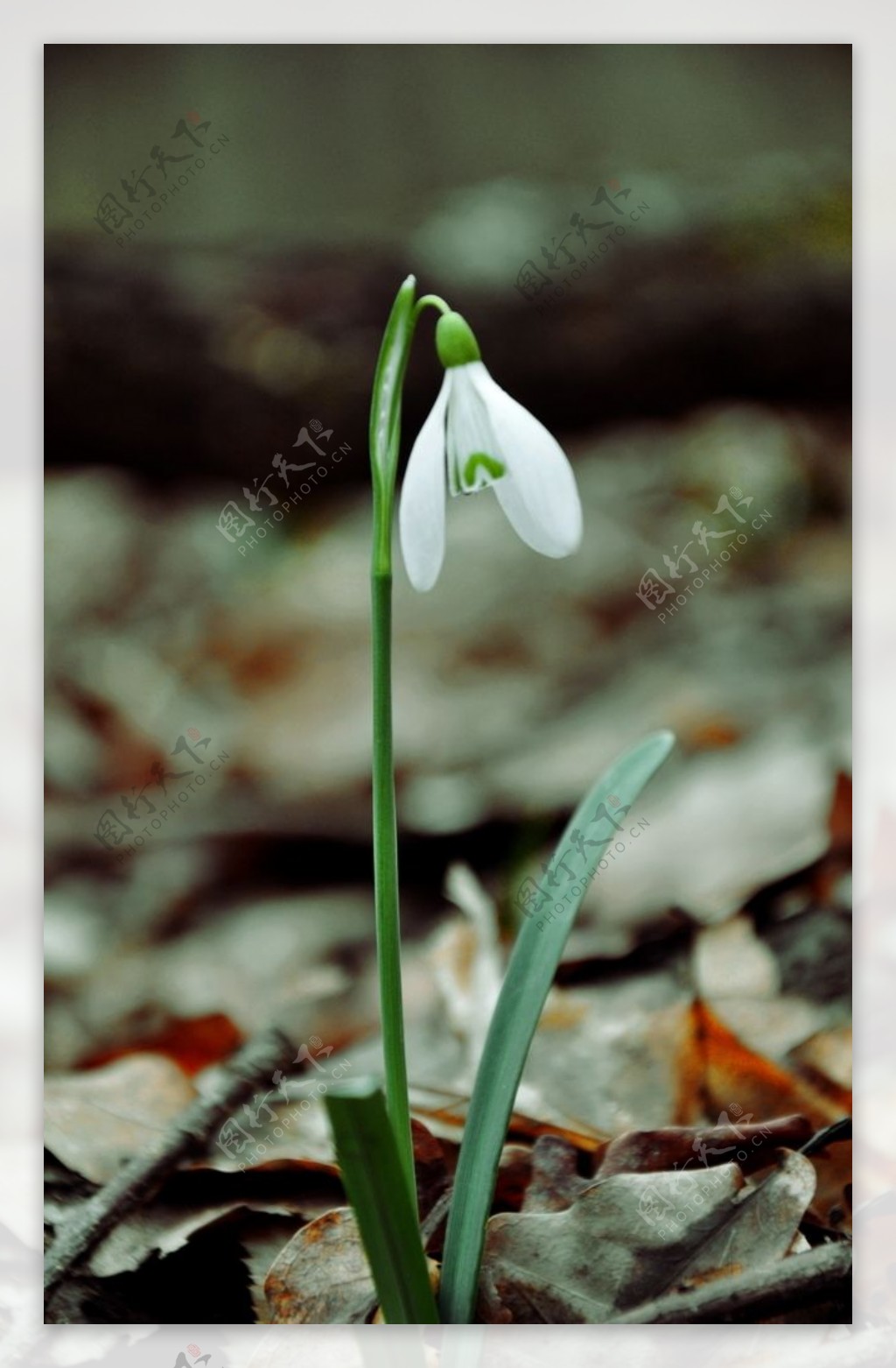 雪花莲