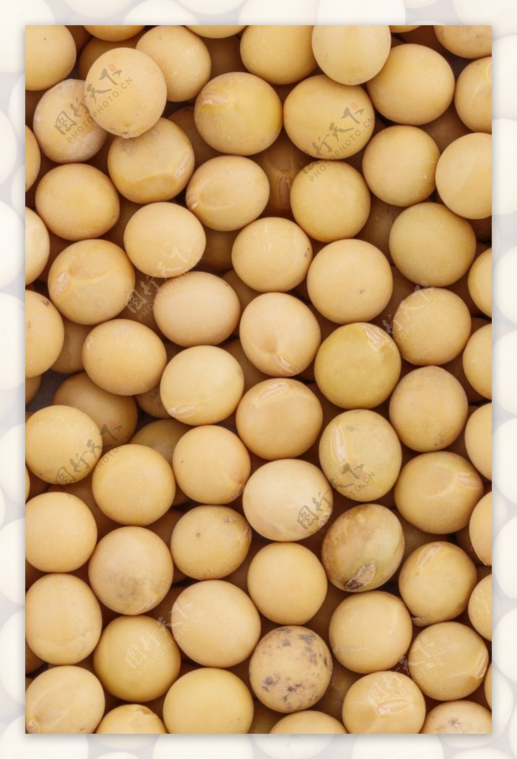 黄豆超高清五谷杂粮白糯米