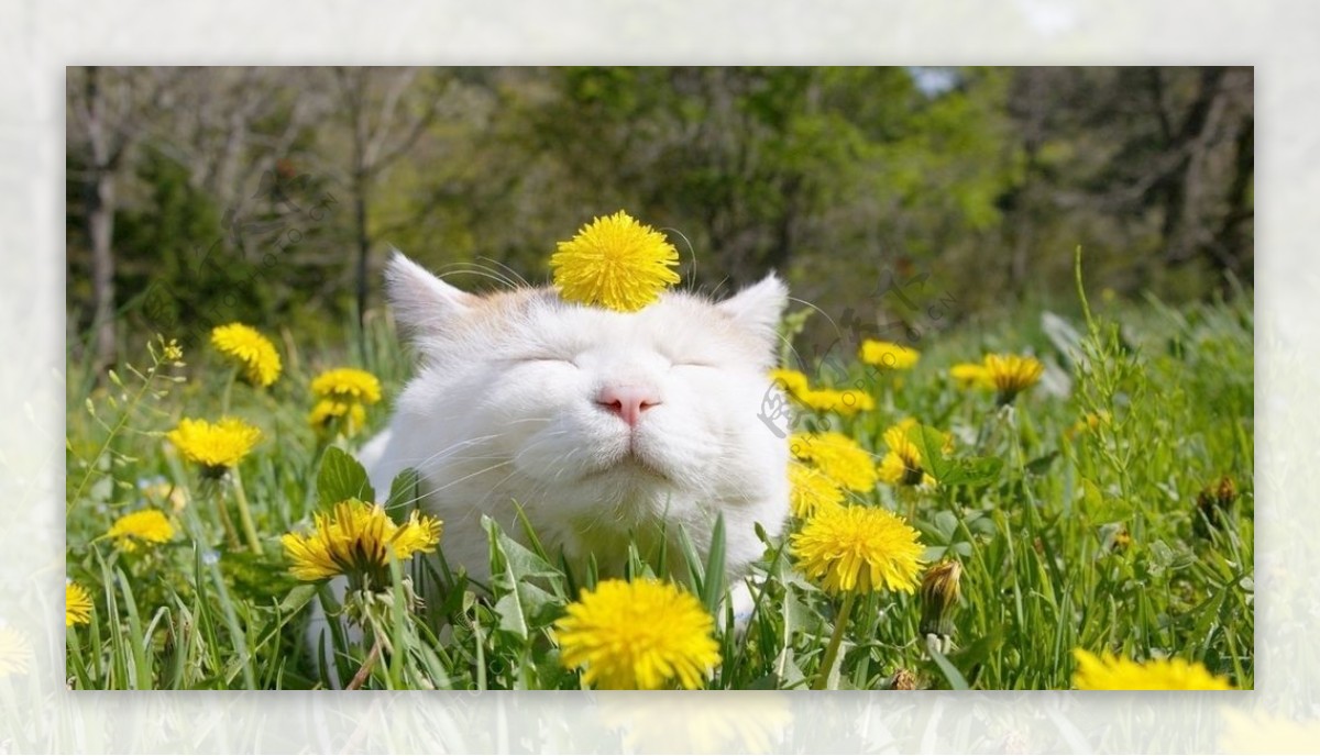 猫咪与花花