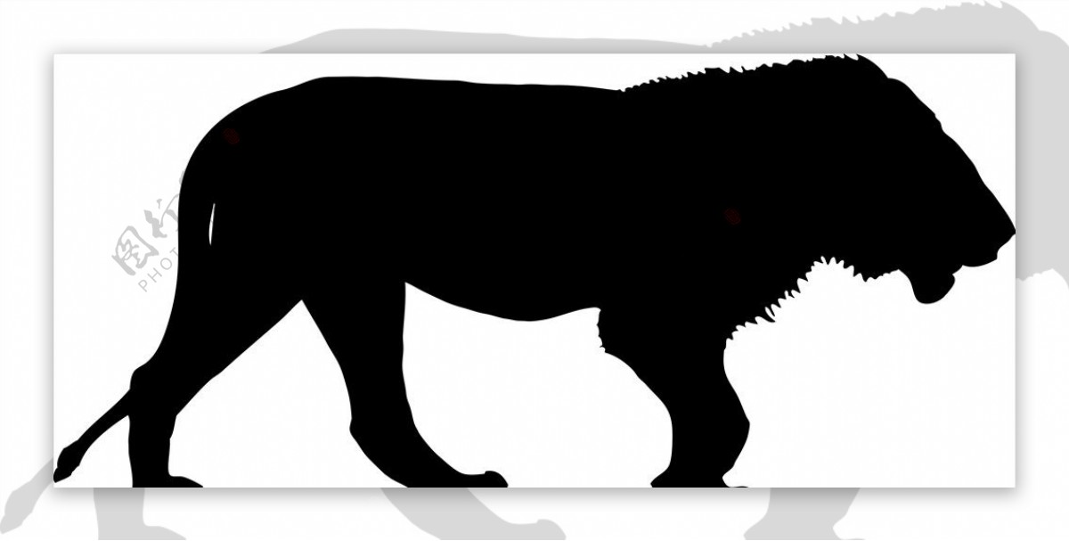 野生动物系列年轻的狮子