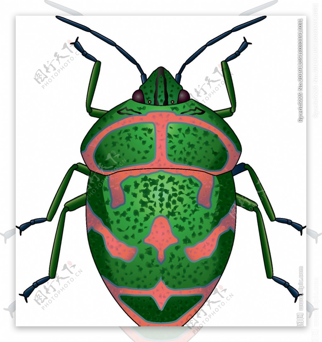 昆虫系列绿色甲壳虫