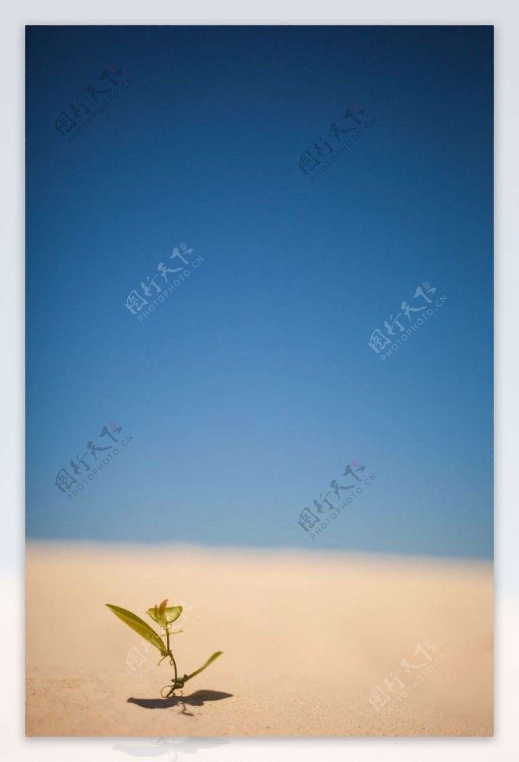 沙漠中的小草