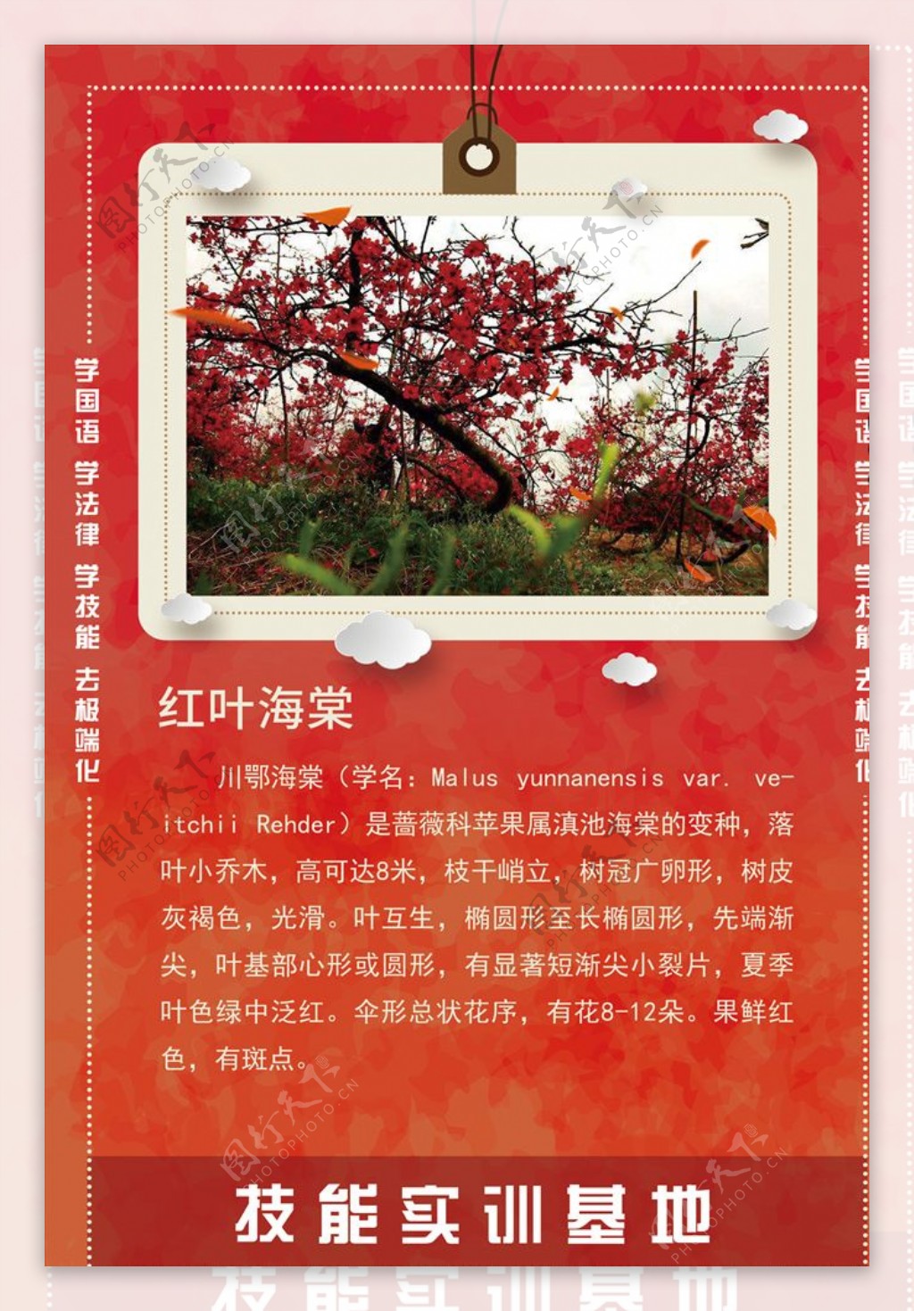 红叶海棠