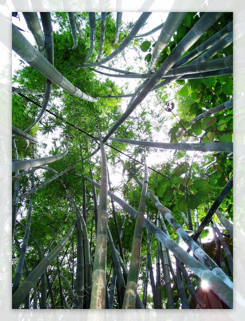 绿色竹海竹林山林森林