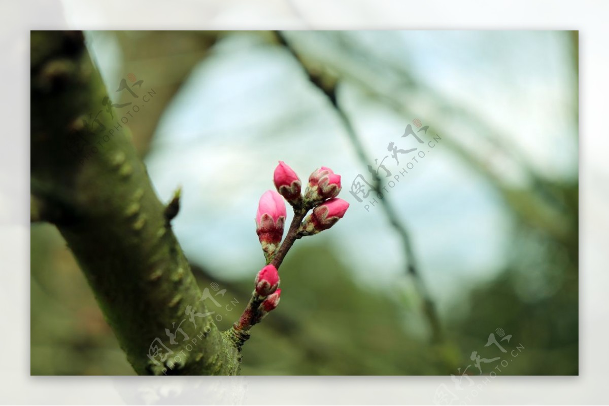 梅花花苞