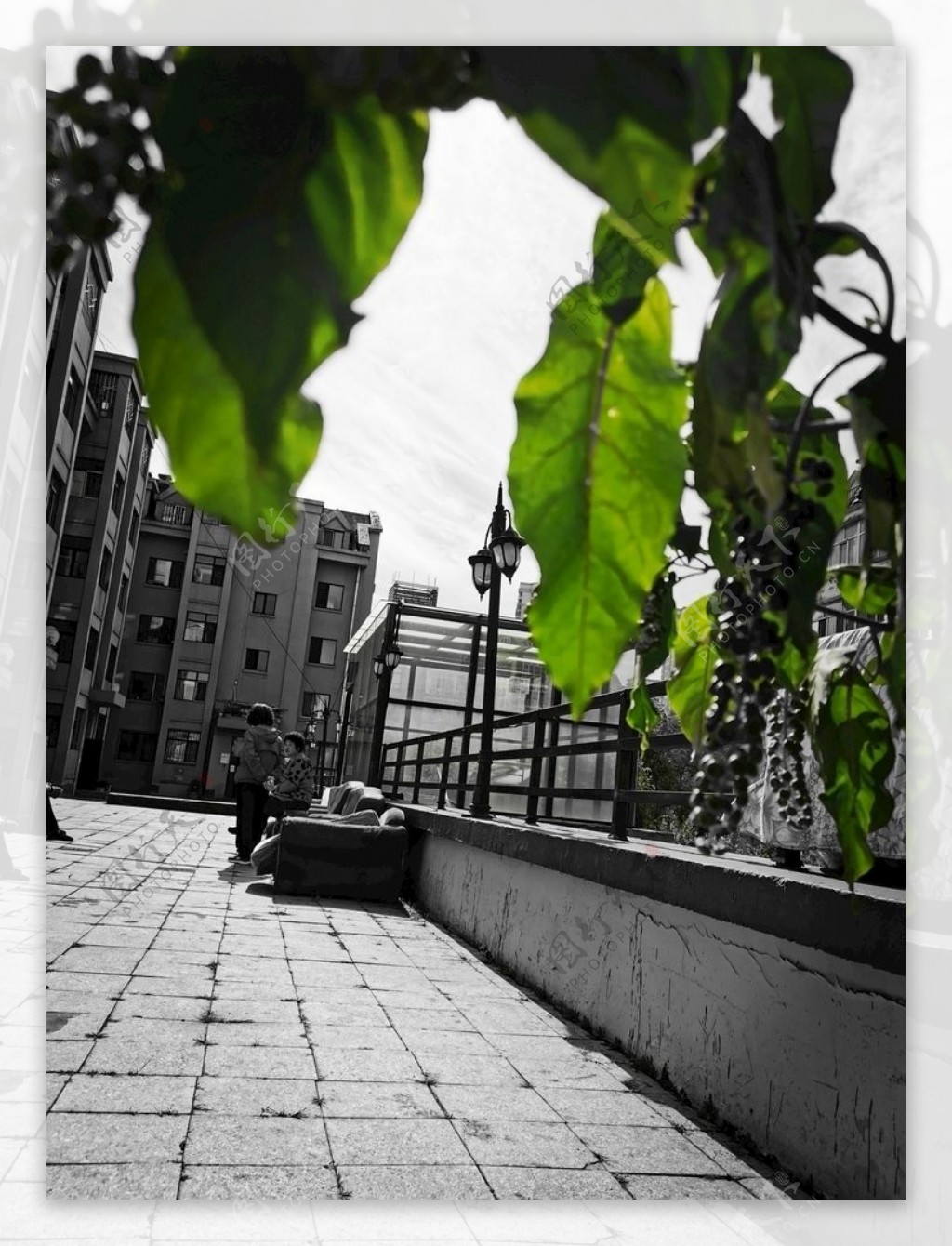 阳台与植物