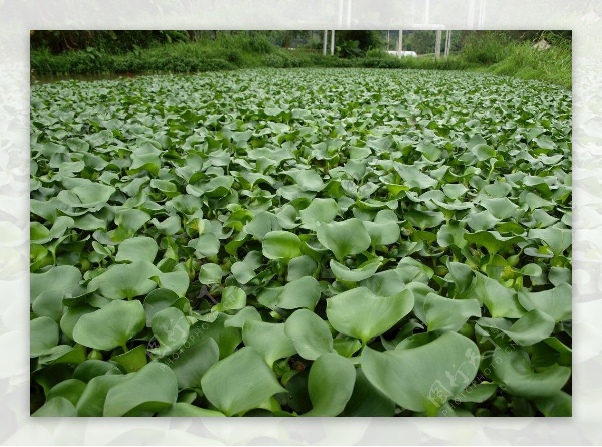 池塘观赏植物