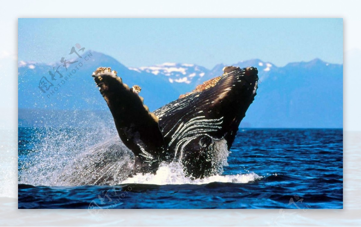 海鲸鱼