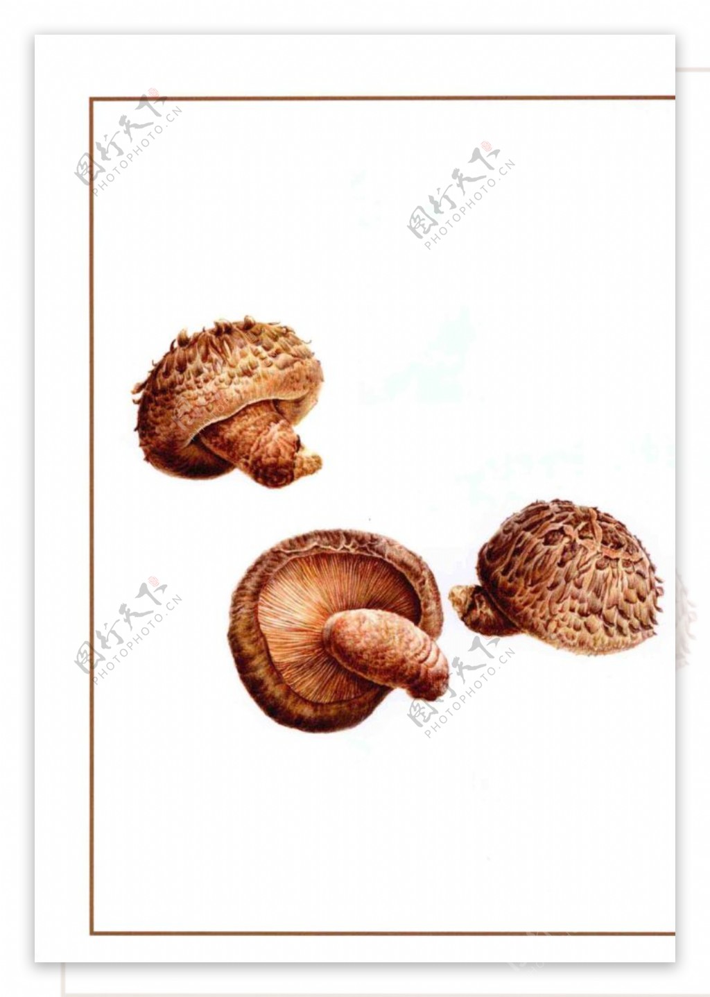 手绘植物香菇