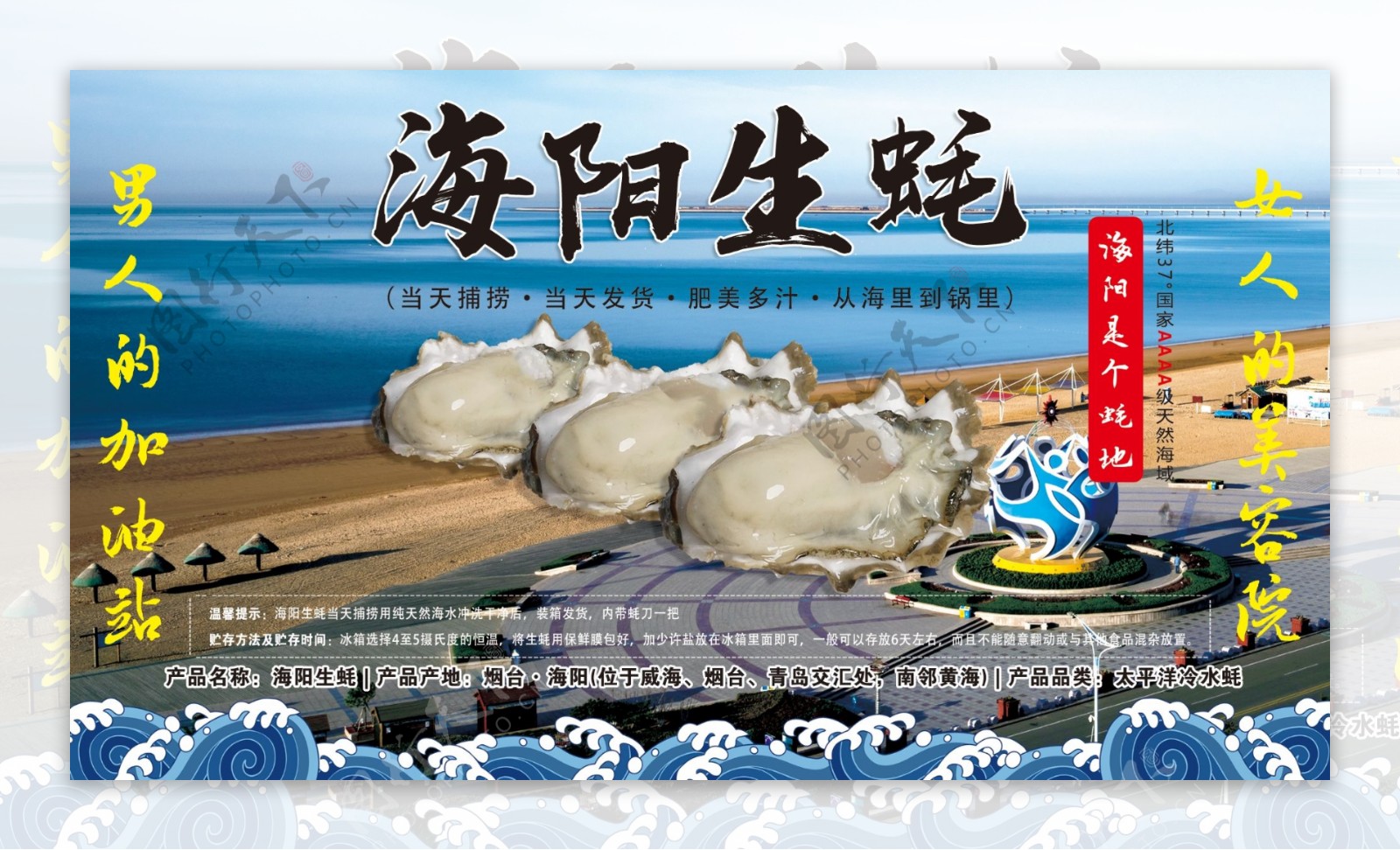 海阳生蚝牡蛎海蛎子