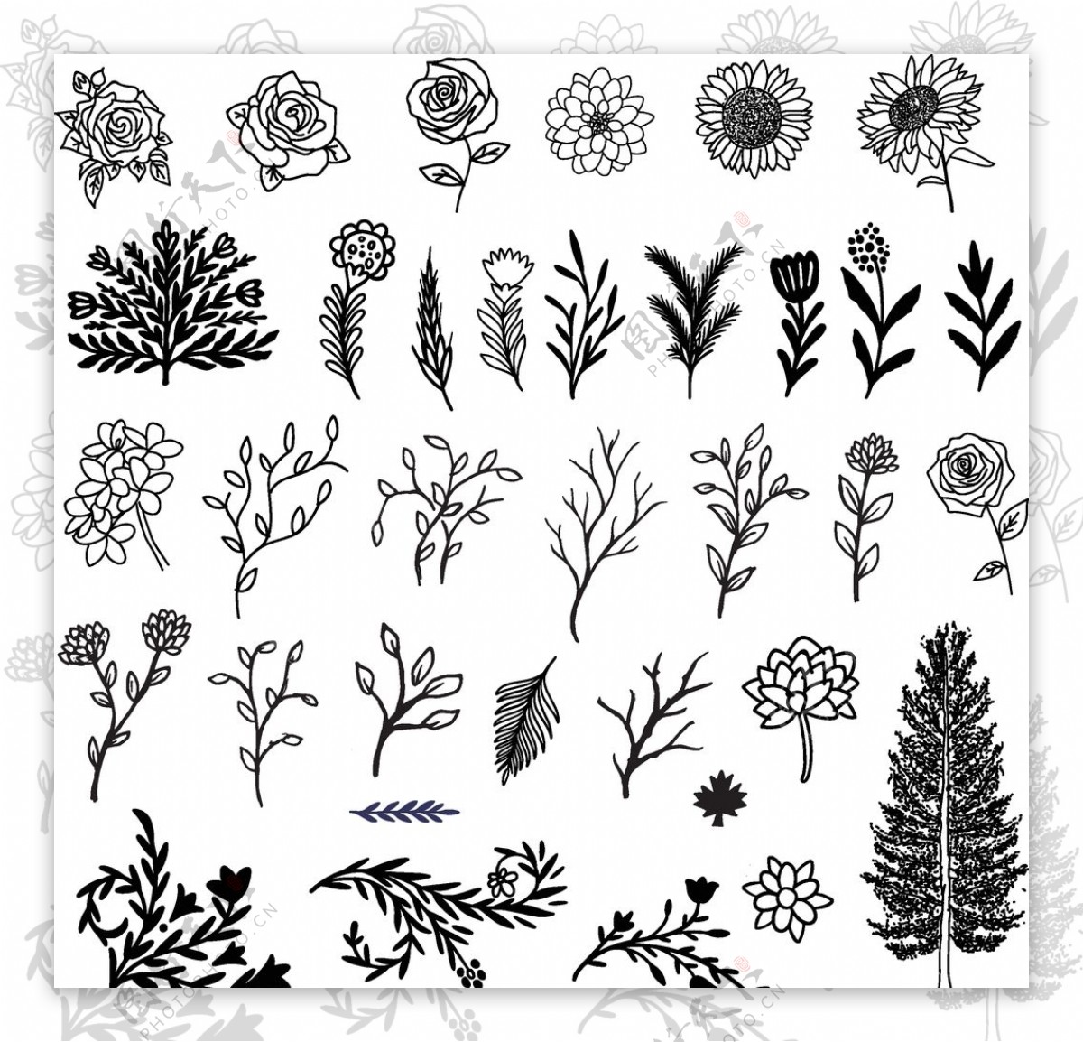 黑白素描花卉植物