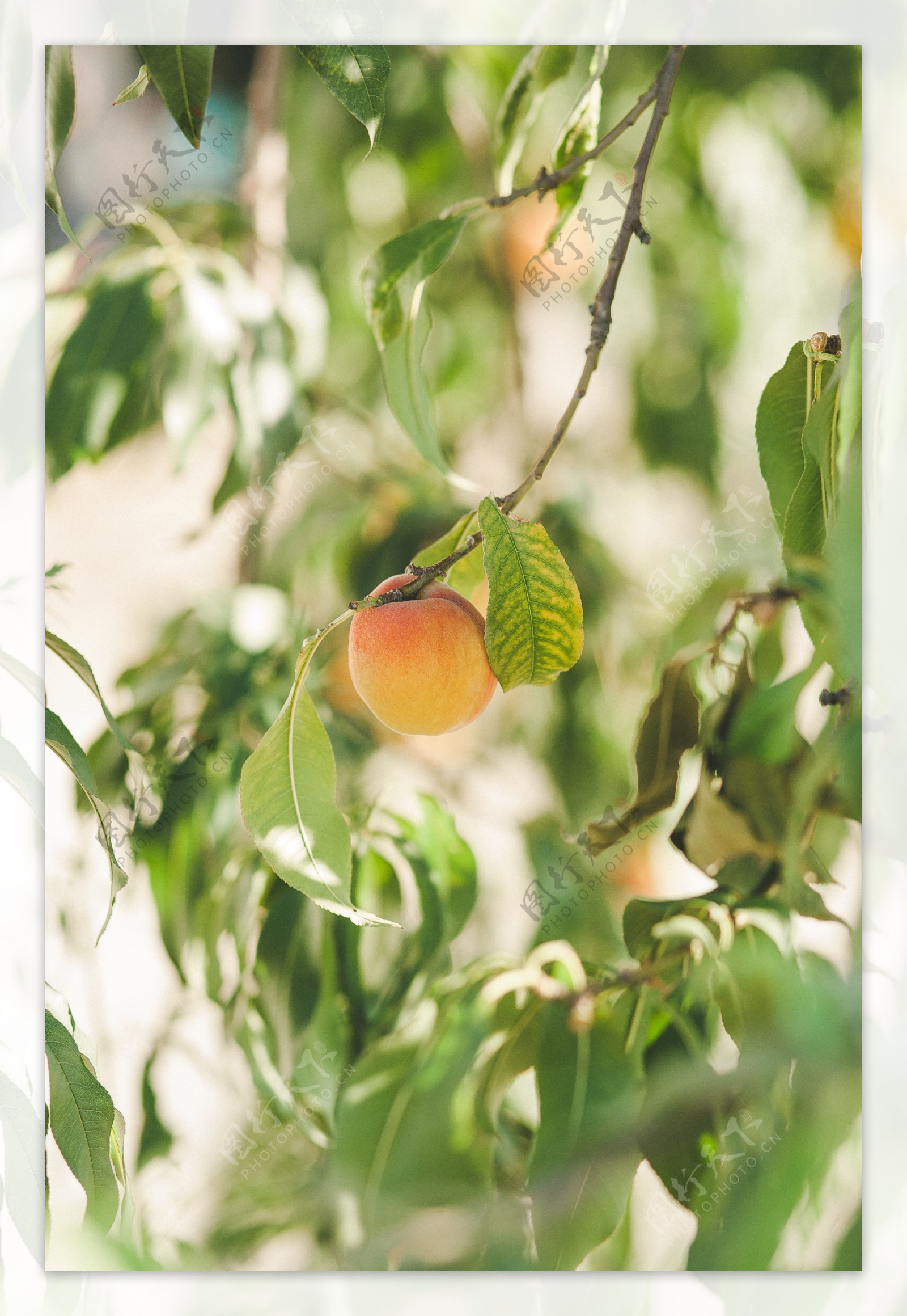 一颗长在桃树上的水蜜桃